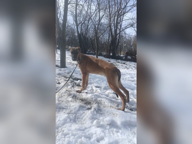 Seppl Tierschutzhund sucht ein Zuhause