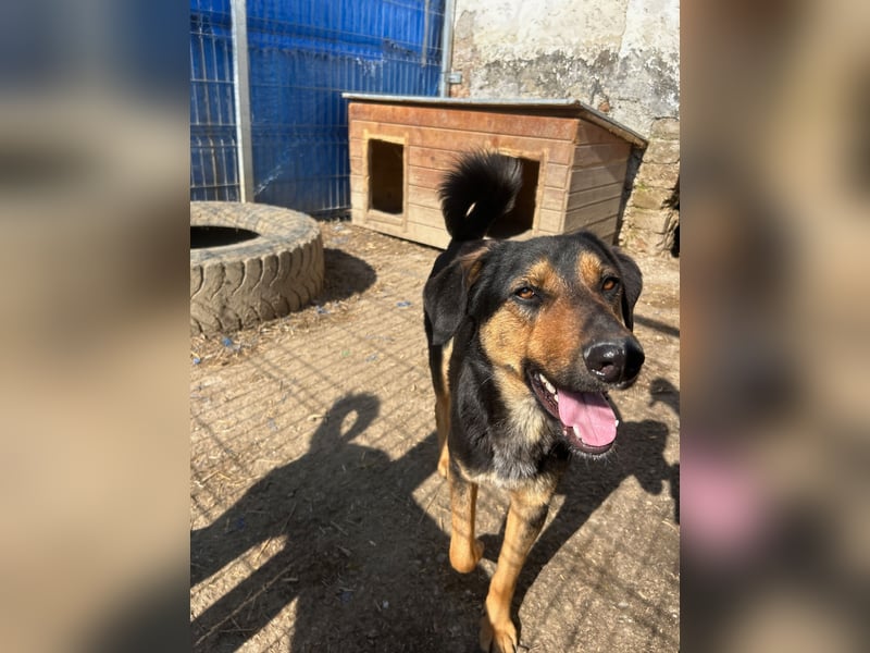 EDO, Küsschen-King, 1 Jahr, 57 cm, Mischling, Tierschutz Rumänien, Pflegestelle Hennef