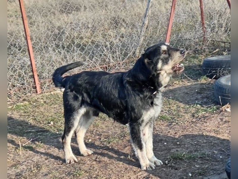Hermiusz - Will dein Vertrauen gewinnen!