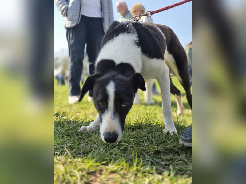 YAELA, wunderbarer Rohdiamant, 2,5 Jahre, 52 cm, Mischling, Tierschutz, Pflegestelle Bonn