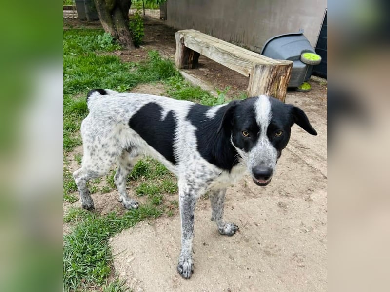 Pongo Tierschutzhund sucht ein Zuhause