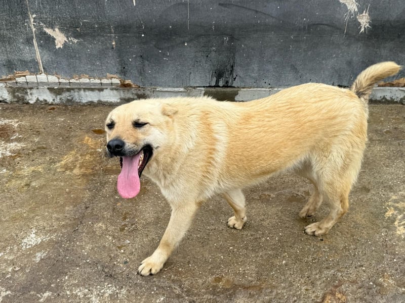 Rüde Zadock sucht hier seine Familie
