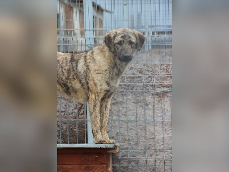 HELEN, schüchternes Notfell, 10 Monate, 53 cm, Herdenschutz-Mix, Tierschutz Rumänien