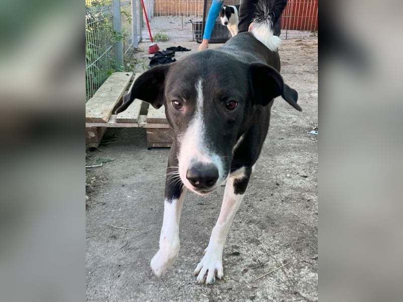 ⭐️YASIN⭐️, freundlicher Rüde, 2,5 Jahre, 55 cm, Mischling, Tierschutz