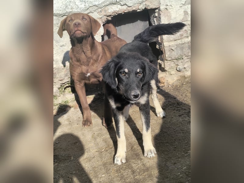 ⭐️DATA⭐️, sensible Maus, Hündin, 10 Monate, 55 cm, Mischling, Tierschutz