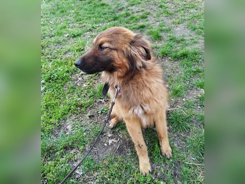 Murphy Tierschutzhund sucht ein Zuhause