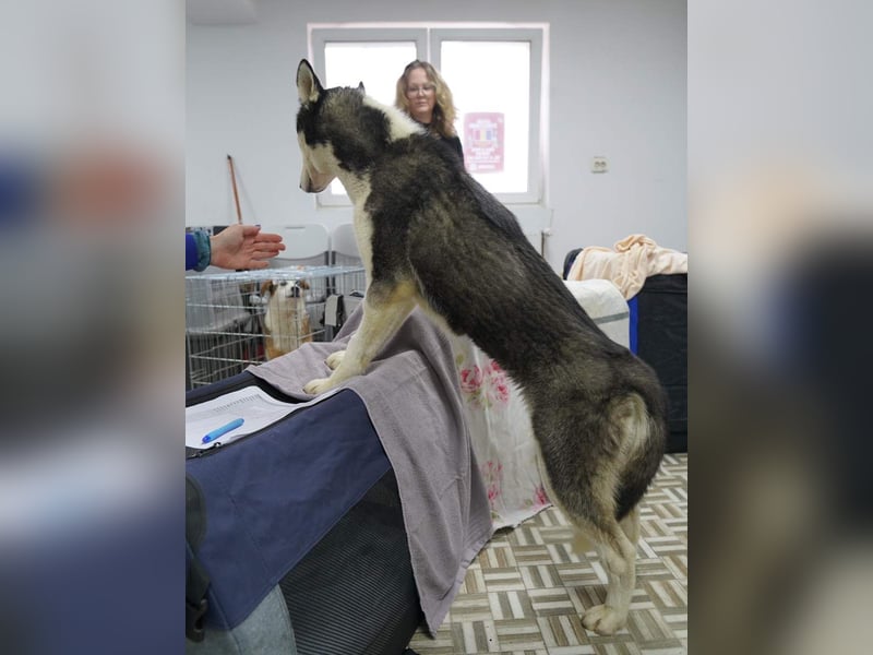 ⭐️DAENERYS⭐️, bezaubernde Huskyhündin, 1 Jahr, 54 cm, Tierschutz Rumänien