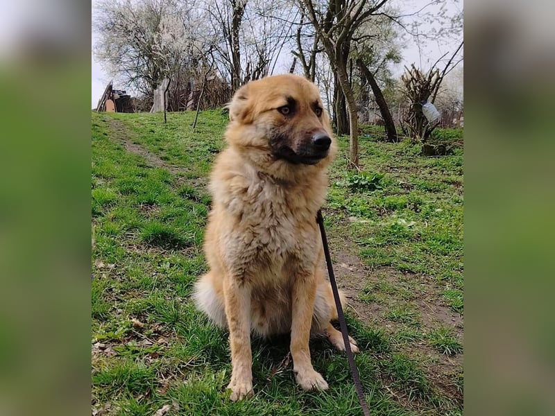 Mabo Tierschutzhund sucht ein Zuhause