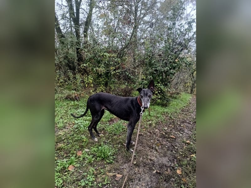 Nisha Tierschutzhund sucht ein Zuhause