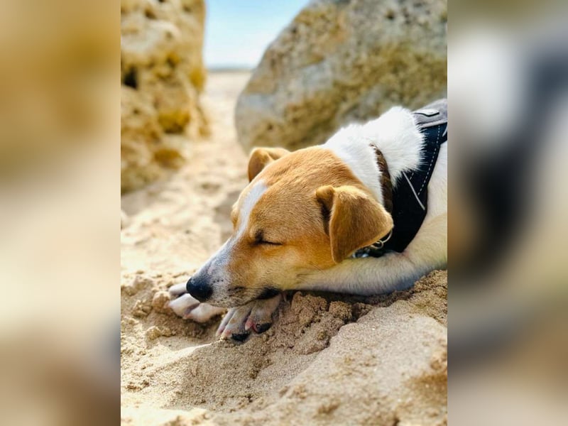 PIPPA, passionierte Waldläuferin, 4 Jahre, 55 cm, Mischling, Tierschutz, Köln