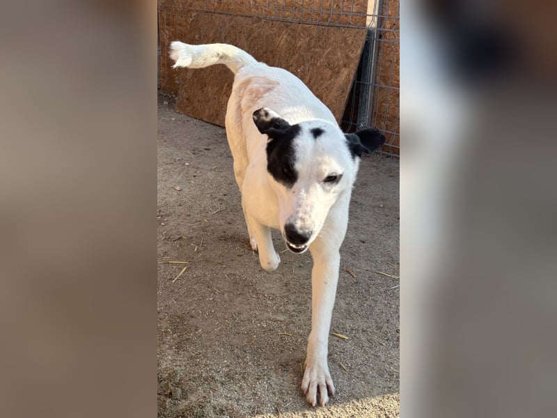 ⭐️GEORGIA⭐️, reizendes Hundemädchen, 2,5 Jahre, 52cm, Mischling, Tierschutz
