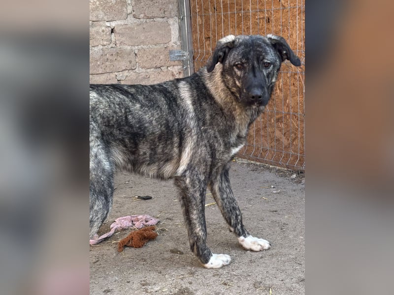 Notfell ⭐️ARI⭐️, besondere Hundeseele, Rüde, 2 Jahre, 55cm, Mischling, Tierschutz