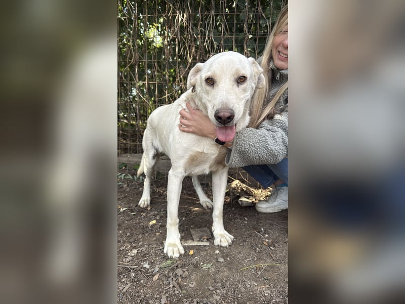Szamóca sucht nach dir