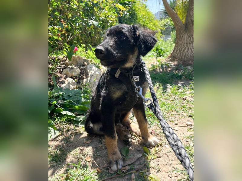 Süßer Lenz wartet auf unserem Tierschutzhof in Portugal auf dich!
