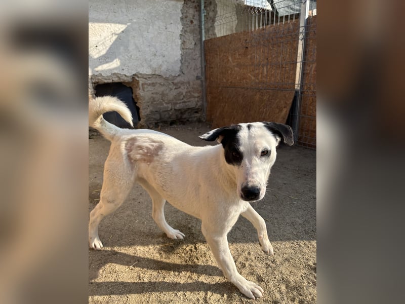 ⭐️GEORGIA⭐️, reizendes Hundemädchen, 2,5 Jahre, 52cm, Mischling, Tierschutz