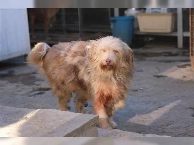 JESSICA, sanfte Hunde-Lady, 12 Jahre, 53 cm, Mischling, Tierschutz Rumänien