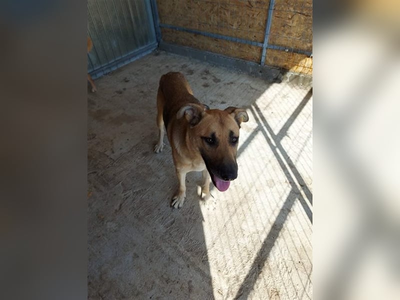 Pluto, der Hölle Tötung Vaslui entkommen