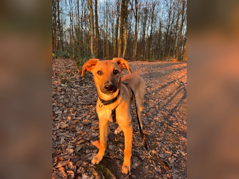 FELICY, smarter Windhund-Mix, 6 Monate, 54 cm, Tierschutz, Pflegestelle Kürten