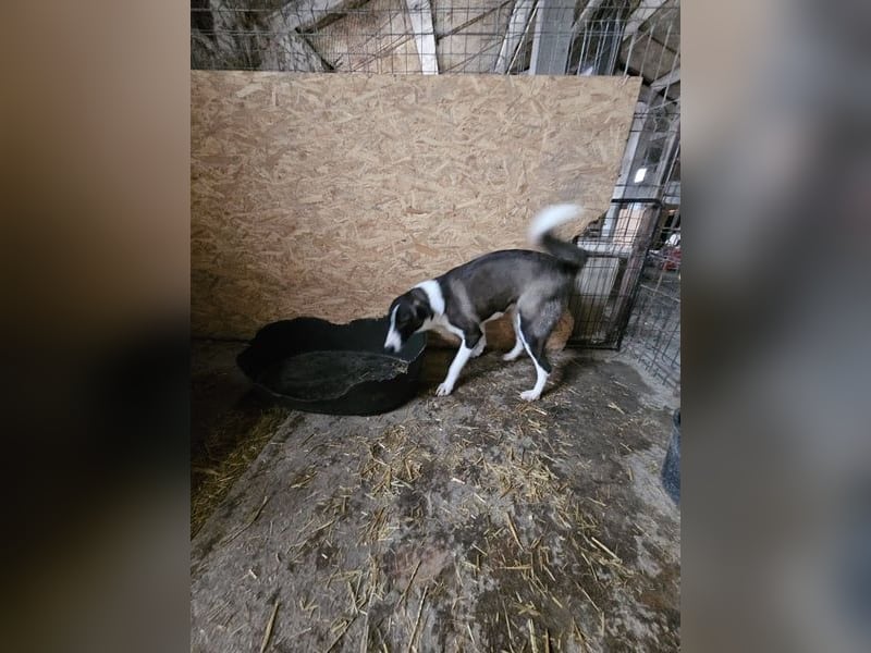 ⭐️YADE⭐️, Kuschelkönigin, 2,5 Jahre, 56 cm, Mischling, Tierschutz Rumänien