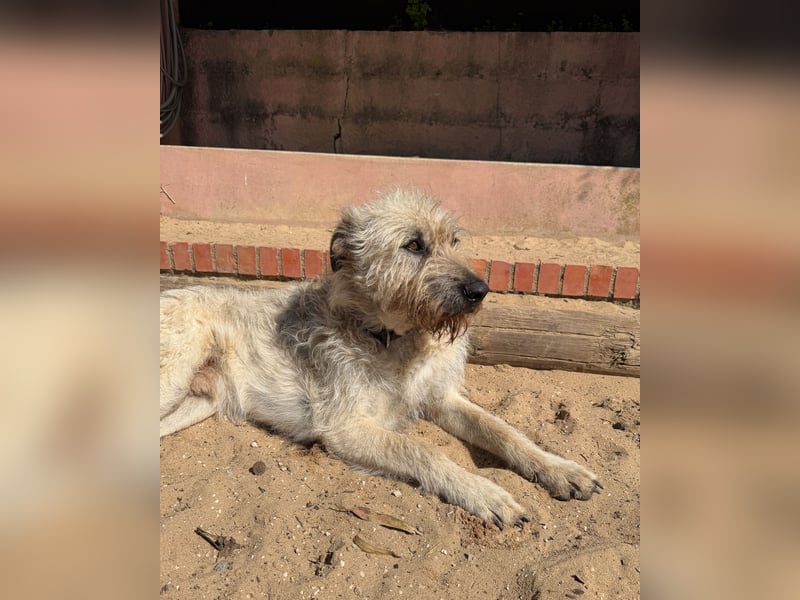 Aufgeschlossener Wooly wartet auf sein Happy End in Portugal!