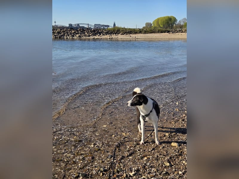 YAELA, superliebe Kuschelmaus, 2,5 Jahre, 52 cm, Mischling, Pflegestelle Köln, Tierschutz Rumänien