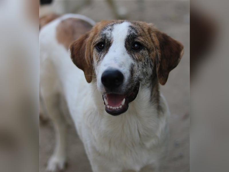 Lance, geb. ca. 02/2022, lebt in GRIECHENLAND, im städt. Tierheim Serres