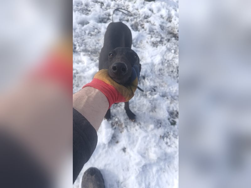 Sancho Tierschutzhund sucht ein Zuhause