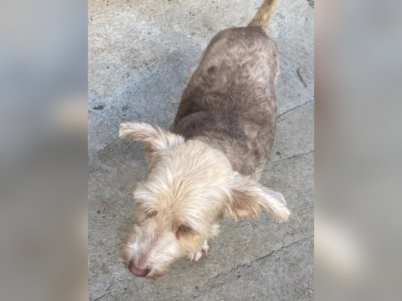 JESSICA, sanfte Hunde-Lady, 12 Jahre, 53 cm, Mischling, Tierschutz Rumänien