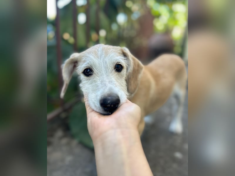 Finch aus unserem Vogel Wurf wartet in Portugal auf dich!