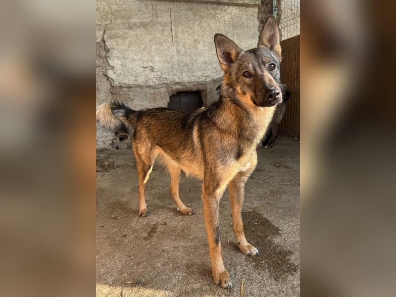 ⭐️BIBO⭐️, rücksichtsvoller Sonnenschein, Rüde, 1,5 Jahr, 55 cm, Mischling, Tierschutz