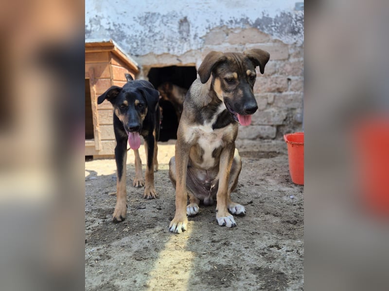 ⭐️EPPO⭐️, entspannter, junger Rüde, 9 Monate, bis 50cm ausgew., Mischling, Tierschutz