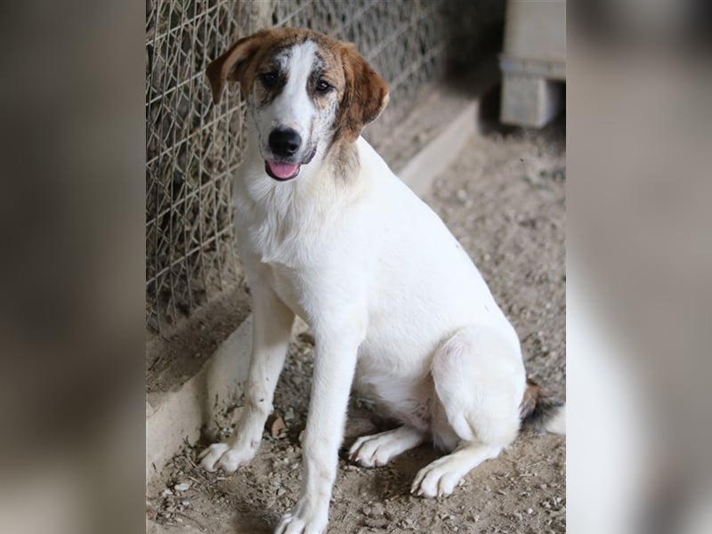 Lance, geb. ca. 02/2022, lebt in GRIECHENLAND, im städt. Tierheim Serres