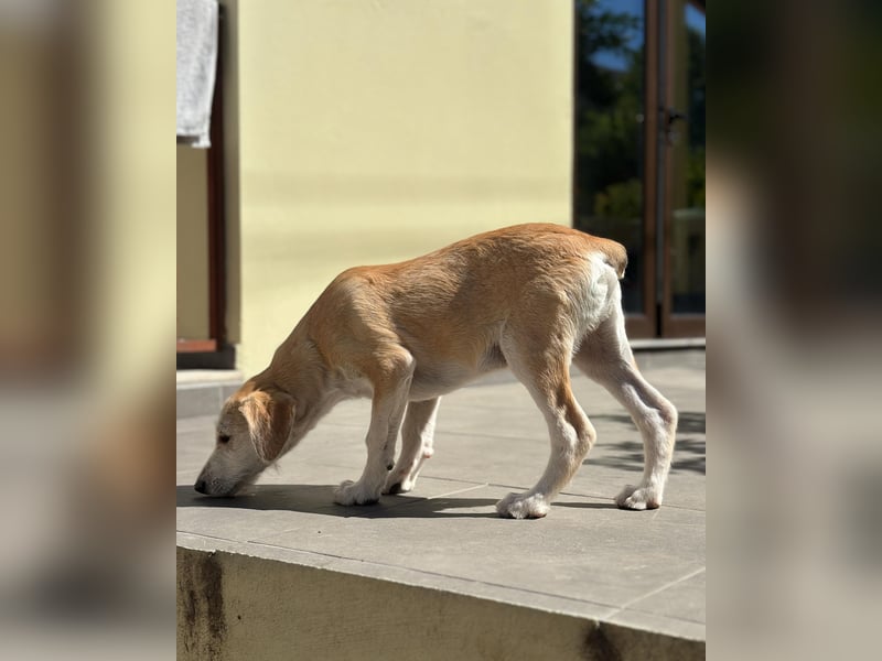 Finch aus unserem Vogel Wurf wartet in Portugal auf dich!