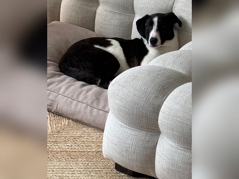 YAELA, superliebe Kuschelmaus, 2,5 Jahre, 52 cm, Mischling, Pflegestelle Köln, Tierschutz Rumänien