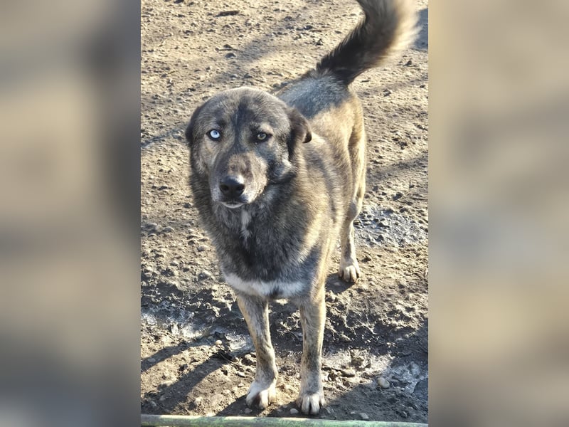 Liebe Hündin 107402 sucht ihre Menschen