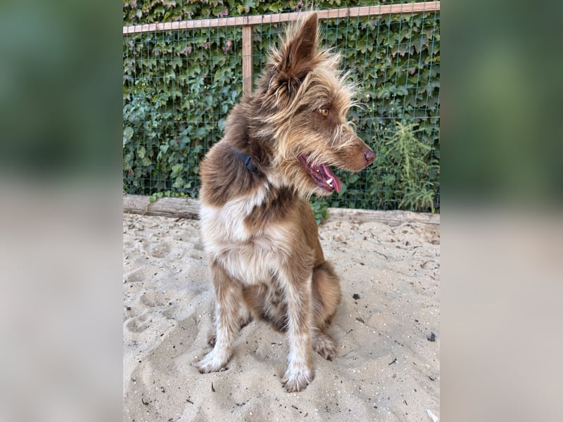 Charmanter Felix wartet auf unserem Tierschutzhof in Portugal!