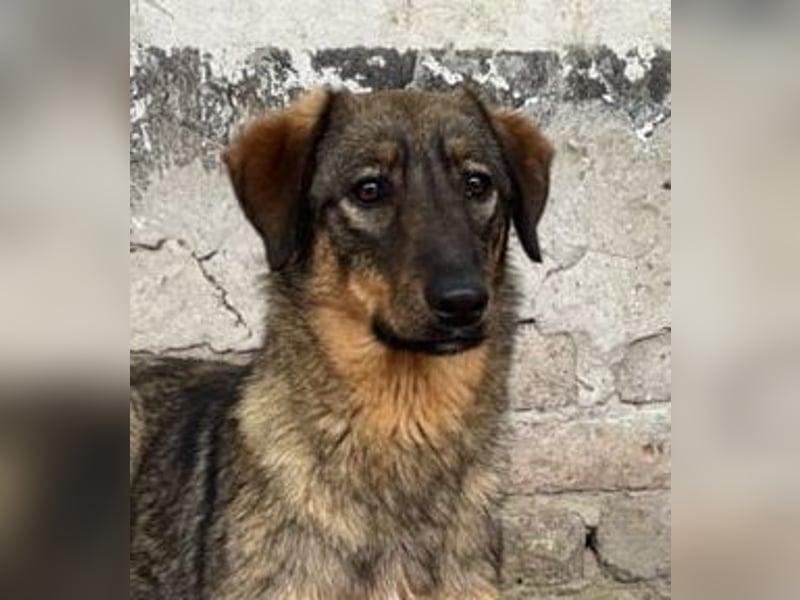 ⭐️AMY⭐️, unkomplizierte Hündin, 2 Jahre, 59 cm, Mischling, Tierschutz Rumänien