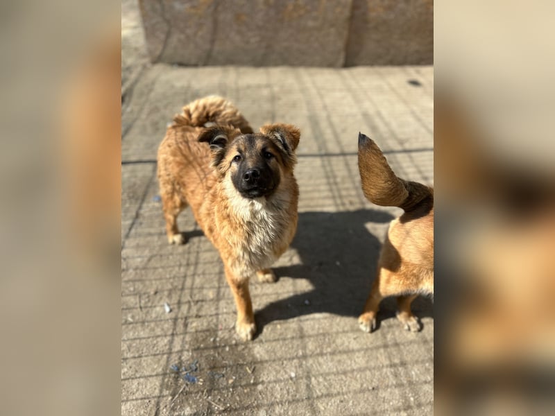 ⭐️TJUNA⭐️, Malinois-Mischling, Hündin, 9 Monate, 51 cm, Mischling, Tierschutz Rumänien