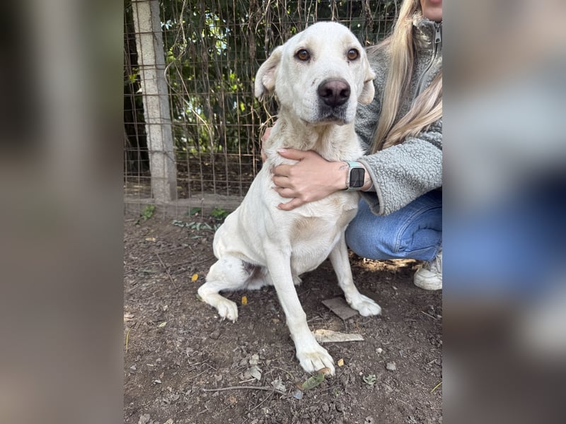 Szamóca sucht nach dir