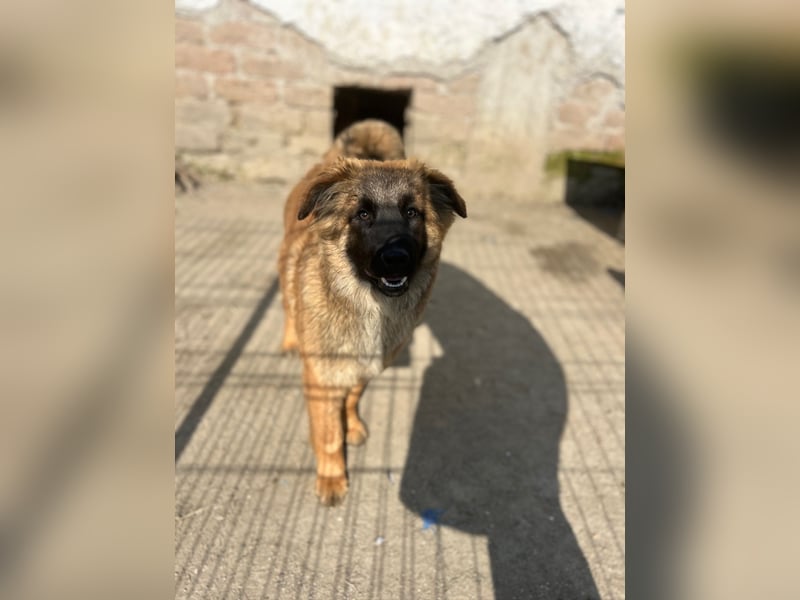 TET, aktiver Jungspund, 8 Monate, 56 cm, Mischling, Tierschutz Rumänien