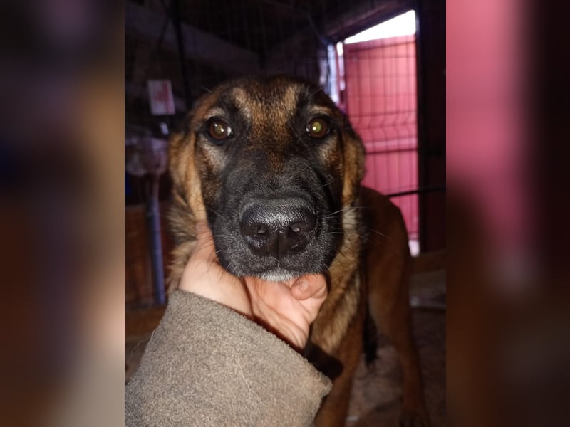 ⭐️TIRANA⭐️, Malinois-Mischling, Hündin, 8 Monate, 54 cm, Mischling, Tierschutz Rumänien