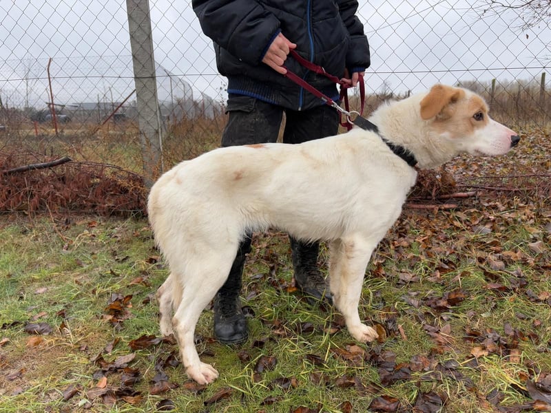 Falina - liebevolle entspannte Hundedame sucht ihre Familie