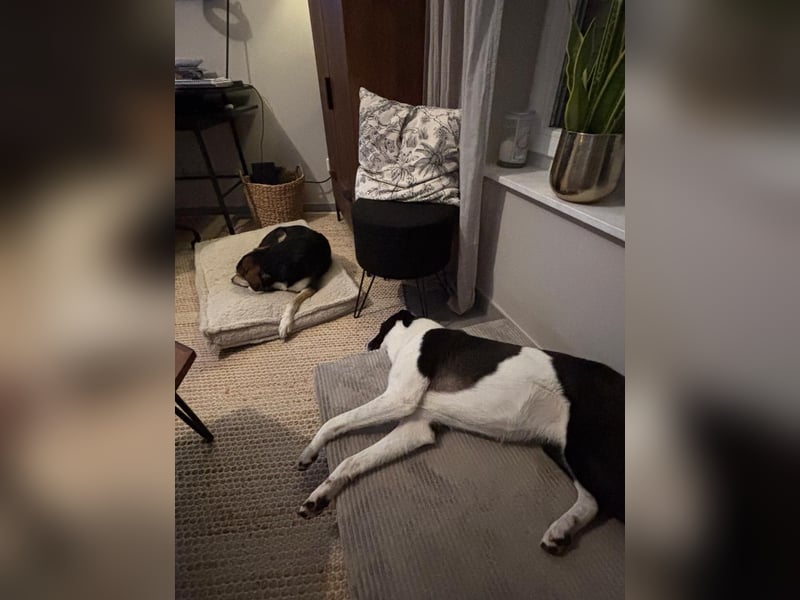 YAELA, superliebe Kuschelmaus, 2,5 Jahre, 52 cm, Mischling, Tierschutz Rumänien, Pflegestelle Köln