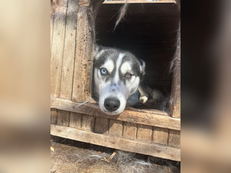 Hanna - Huskyhündin sucht Geborgenheit