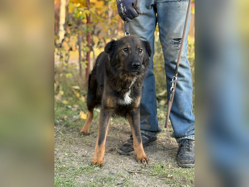 Kalina - tolle Hündin möchte bei dir einziehen!