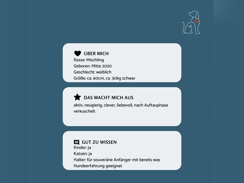 Nala - ca. 2 Jahre jung - sucht ihre Menschen