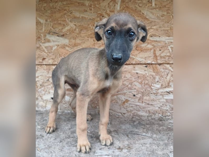 Seppl Tierschutzhund sucht ein Zuhause