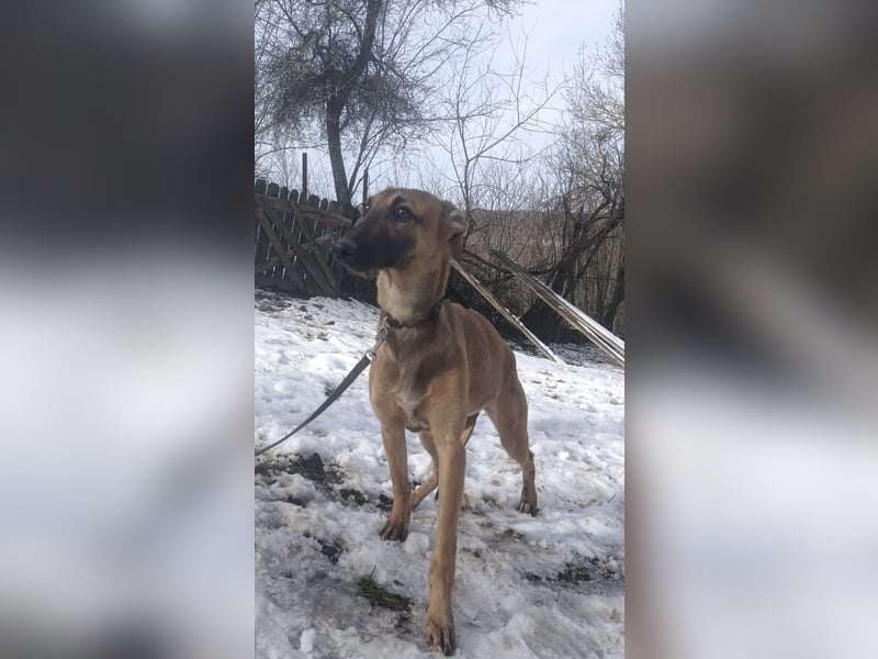 Saphira Tierschutzhund sucht ein Zuhause