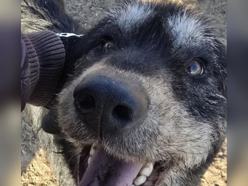 Hermiusz - Will dein Vertrauen gewinnen!