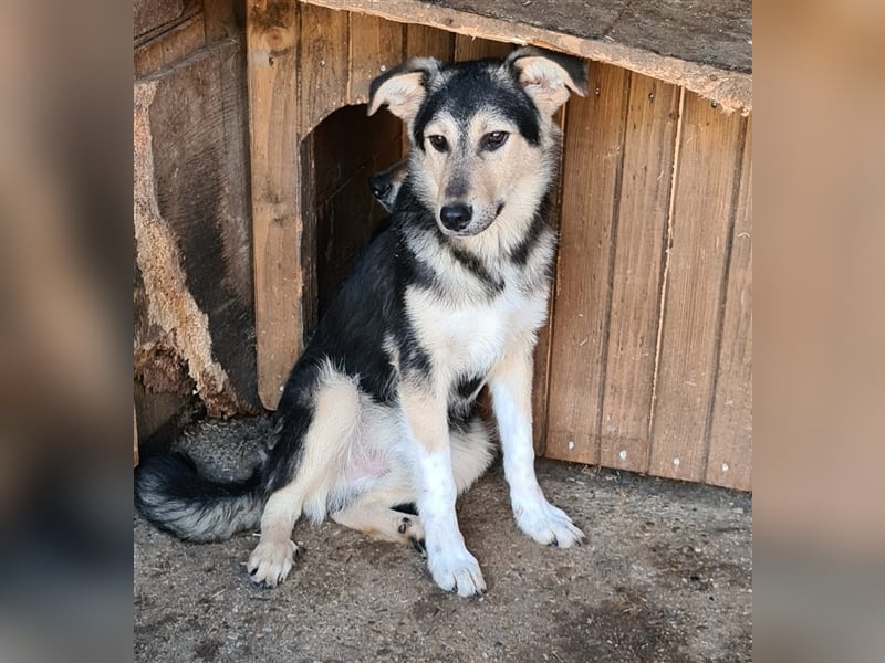 Liebevoller Jungrüde hat es satt, im Shelter zu sein